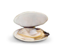 Load image into Gallery viewer, Espinaler Small White Clams 25/30 ct, Spain