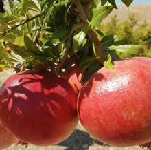 Load image into Gallery viewer, Pomegranates from Burlap & Barrel