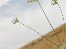 Load image into Gallery viewer, Burlap & Barrel Wild Mountain Whole Cumin, Afghanistan