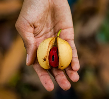 Load image into Gallery viewer, Spice Nutmeg Whole (St. Andrew, Grenada) - Jar