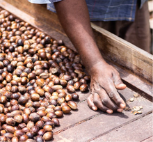 Load image into Gallery viewer, Spice Nutmeg Whole (St. Andrew, Grenada) - Jar