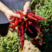 Load image into Gallery viewer, Burlap & Barrel Pimenton de la Vera, Spain