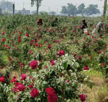 Load image into Gallery viewer, Spice Damask Rose Petals, Ground (Uttar Pradeshi, India) - Jar