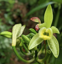 Load image into Gallery viewer, Burlap & Barrel Vanilla Flower