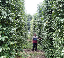 Load image into Gallery viewer, Spice Fermented White Pepper, Whole (Bangka, Indonesia) - Grinder