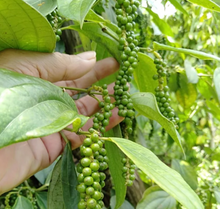 Load image into Gallery viewer, Spice Fermented White Pepper, Whole (Bangka, Indonesia) - Grinder