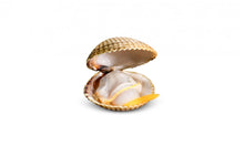 Load image into Gallery viewer, Cabo de Penas Clams in Brine from Galicia, Spain