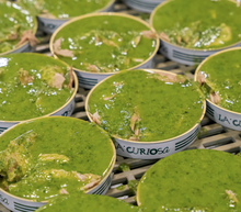 Load image into Gallery viewer, Tuna Belly Fillets in Pesto Sauce (Spain) - Tin