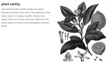 Load image into Gallery viewer, Orange Blossom Tree Honey Raw Monofloral (Italy) - Jar