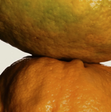 Load image into Gallery viewer, Nectar + Peel bitter candied orange