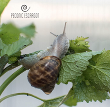 Load image into Gallery viewer, Peconic Escargot Two Dozen Frozen with Bourguignon Butter