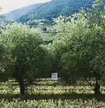Load image into Gallery viewer, Leccino Single Varietal Organic EVOO (Italy) - Bottle