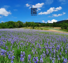 Load image into Gallery viewer, Leccino Single Varietal Organic EVOO (Italy) - Bottle