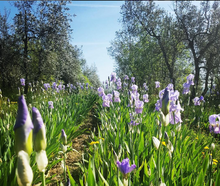 Load image into Gallery viewer, Moraiolo Single Varietal Organic EVOO (Italy) - Bottle