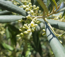 Load image into Gallery viewer, Leccino Single Varietal Organic EVOO (Italy) - Bottle