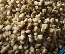 Load image into Gallery viewer, Rancho Gordo Dried Posole Hominy
