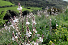 Load image into Gallery viewer, Asphodel Flower
