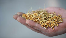 Load image into Gallery viewer, handful of Acquerello Rice in the husk