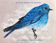 Load image into Gallery viewer, color pencil drawing of Idaho Mountain Blue Bird