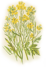 Load image into Gallery viewer, Mustard Flowers Illustration