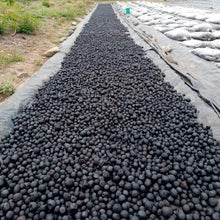 Load image into Gallery viewer, Black Limes Drying in the Sun