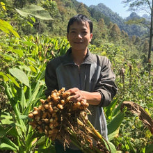 Load image into Gallery viewer, Burlap & Barrel Buffalo Ginger Farmer, holding bunch of ginger roots