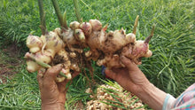 Load image into Gallery viewer, Burlap & Barrel Buffalo Ginger Farmer holding large fresh ginger root in field