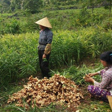 Load image into Gallery viewer, Burlap & Barrel Buffalo Ginger Farmers
