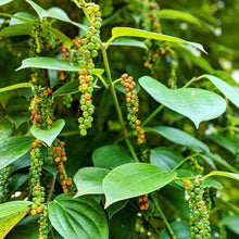 Load image into Gallery viewer, Burlap & Barrel Robusta Black Peppercorns on Vine
