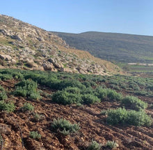 Load image into Gallery viewer, Za'atar plant