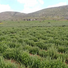 Load image into Gallery viewer, Za'atar plant