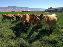 Load image into Gallery viewer, Cache Meadow Creamery  (Preston, ID) - Unsalted - Food Shed Idaho