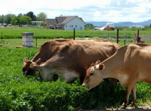 Load image into Gallery viewer, Cache Meadow Creamery (Preston, ID) - Unsalted - Food Shed Idaho