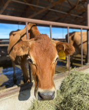 Load image into Gallery viewer, Cache Meadow Creamery,, Preston, Idaho.  Spot the Jersey Cow