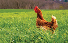 Load image into Gallery viewer, Chicken Whole "Green Circle" Free-Range, Air-Chilled (USA) - Frozen