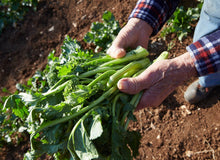 Load image into Gallery viewer, Fresh rapini from De Carlo farm in Puglia, in the hands of the farmer.