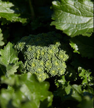 Load image into Gallery viewer, Rapini growning on De Carlo farm, Puglia.