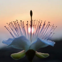 Load image into Gallery viewer, Caper flower in bloom with setting sun in background.