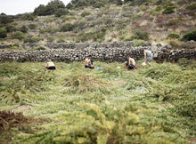 Load image into Gallery viewer, Sicilian landscape of wild capers growing within ancient stone walls and rocky hillside, and being hand harvested by workers.