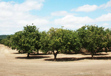 Load image into Gallery viewer, late summer in the orchard of Freddy Guys Hazelnuts in Oregon