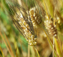 Load image into Gallery viewer, Molino Paolo Mariani Wheat Close Up