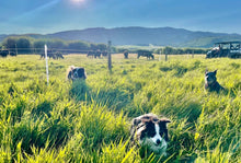 Load image into Gallery viewer, Wagyu Ground Beef Local Pasture 100% Fullblood (Frozen) - 1 lb