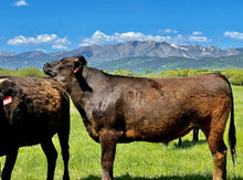 Load image into Gallery viewer, Wagyu Short Ribs Local Pasture 100% Fullblood (Frozen) - various