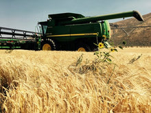 Load image into Gallery viewer, Hillside Grain's green tractor, harvesting wheat on a clear day, with mountain in the background.