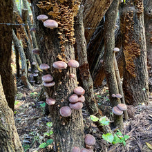 Load image into Gallery viewer, Takehisa's shiitake mushrooms growing on tree, Japan.