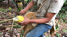 Load image into Gallery viewer, Cluizel raw cacao bean with knife.