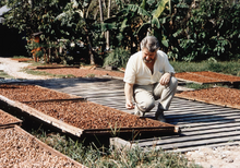 Load image into Gallery viewer, Cacao beans drying in the sun with Michel Cluizel