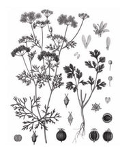 Load image into Gallery viewer, Botanical drawing of the coriander plant, Mieli Thun.