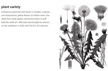 Load image into Gallery viewer, Mieli Thun Dandelion Honey plant variety with floral drawing.