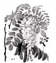 Load image into Gallery viewer, Flower Drawing, Acacia Plant, Mieli Thun Honey.